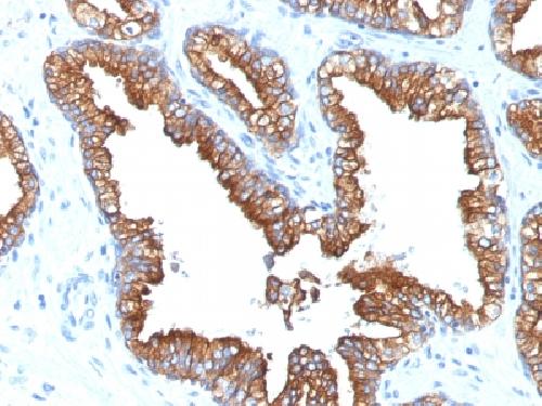KRT8 Antibody