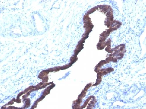 KRT8 Antibody