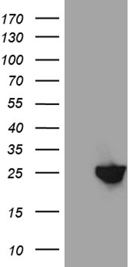 DACT1 Antibody
