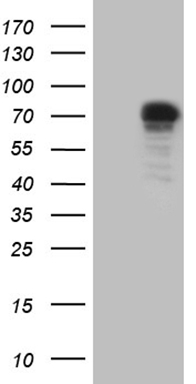DACT1 Antibody