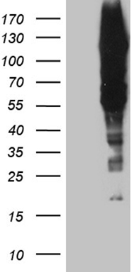 DACT1 Antibody