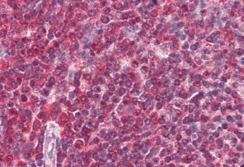 DAGLA Antibody