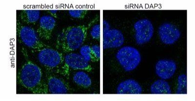 Goat anti-DAP3 Antibody