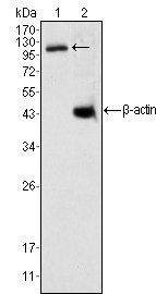 DAXX Antibody