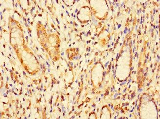DBR1 Antibody