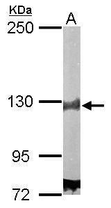 DDB1 Rabbit Polyclonal Antibody