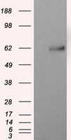DDK Antibody