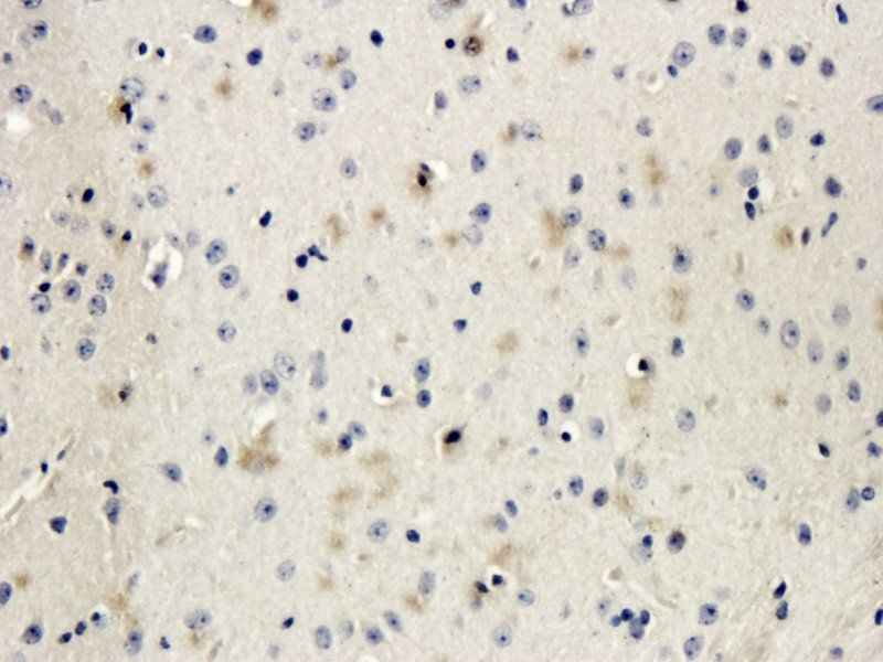 DDX4 Rabbit Polyclonal Antibody