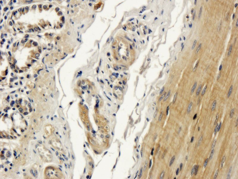 DDX4 Rabbit Polyclonal Antibody