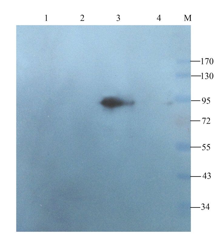 DDX4 Rabbit Polyclonal Antibody