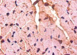 DCN Antibody