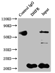 DHFR Antibody