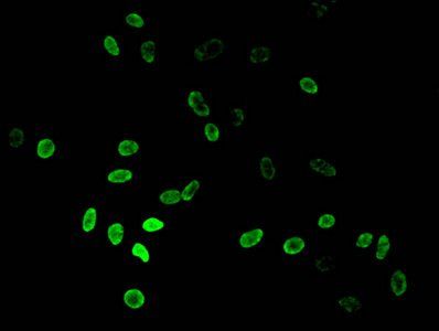 HIST1H3A Antibody