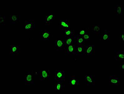 HIST1H3A Antibody