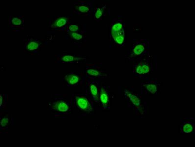 HIST1H3A Antibody
