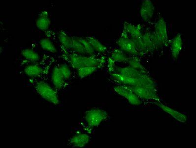 HIST1H3A Antibody