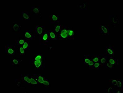 HIST1H3A Antibody