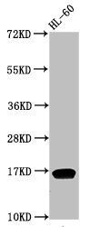 HIST1H3A Antibody