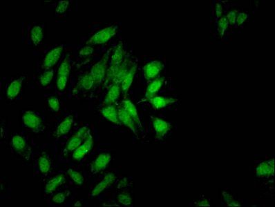 HIST1H3A Antibody