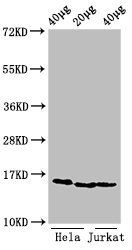 HIST1H3A Antibody