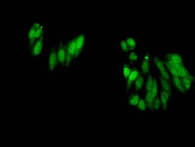 HIST1H3A Antibody