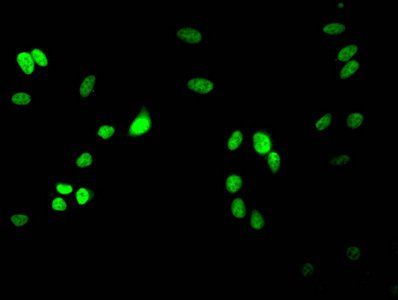 HIST1H3A Antibody