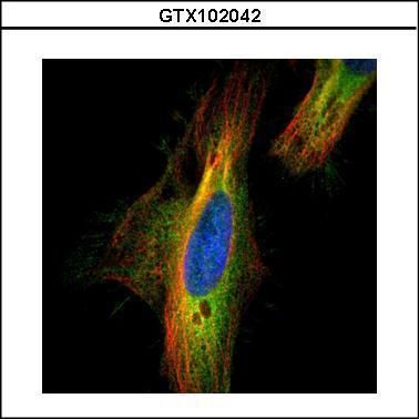 DIAPH1 Rabbit Polyclonal Antibody