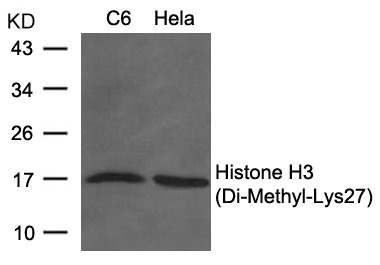 HIST1H3A Antibody