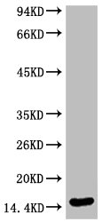 Di-methyl-Histone H3(K79) Antibody
