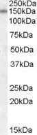 DLG1 Antibody