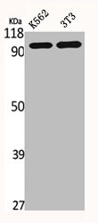 DLGAP5 Antibody