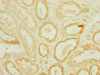 DNAJC19 Antibody