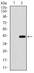 DNAL4 Antibody