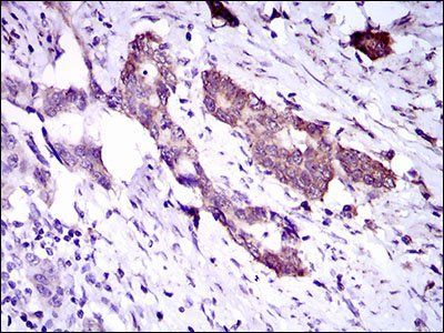 DNAL4 Antibody