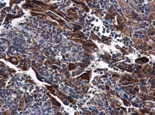 DNase I Rabbit Polyclonal Antibody