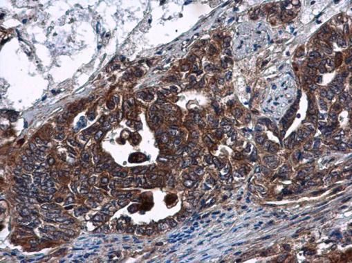 DNase I Rabbit Polyclonal Antibody