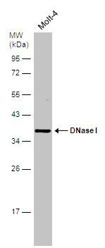 DNase I Rabbit Polyclonal Antibody