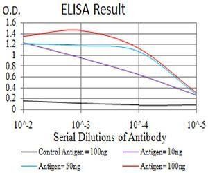DNMT1 Antibody