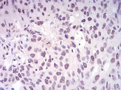 DNMT1 Antibody