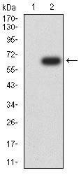 DNMT1 Antibody