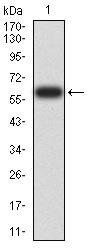 DNMT1 Antibody