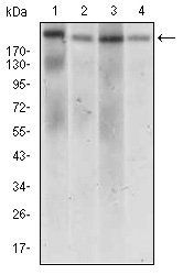 DNMT1 Antibody