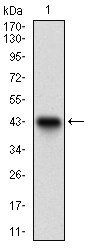 DNMT1 Antibody