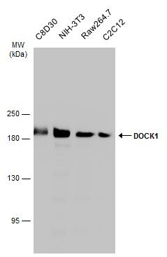 DOCK1 Rabbit Polyclonal Antibody