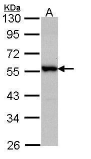 MST4 Rabbit Polyclonal Antibody
