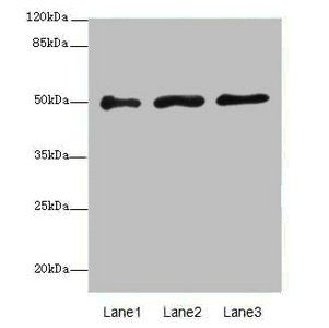 Map2k4 Antibody