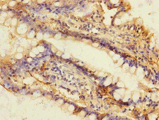 DUOX2 Antibody