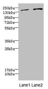 DUOX2 Antibody