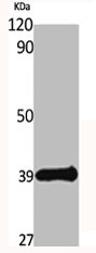 DUSP1 Antibody