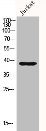 DUSP1 Antibody